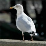 Seagull