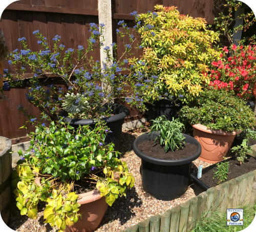 The Ultimate Guide to Adding Colour to Your Summer Garden The Oliver\\\'s Madhouse
