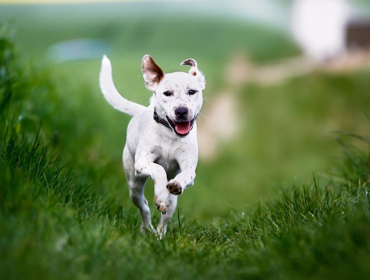Training Your Dog While Balancing College Life: Tips for Busy Students The Oliver\\\'s Madhouse