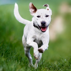 Shot of purebred dog. Taken outside on a sunny summer day.