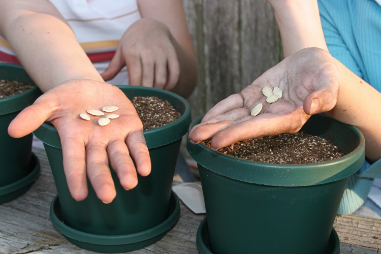 Easy Ways to Transform Your Garden The Oliver\\\'s Madhouse