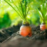 Organic Carrots. Carrot Growing Closeup