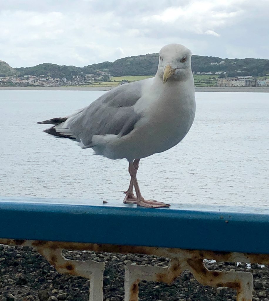 A Day Out In Llandudno North Wales The Oliver\\\'s Madhouse