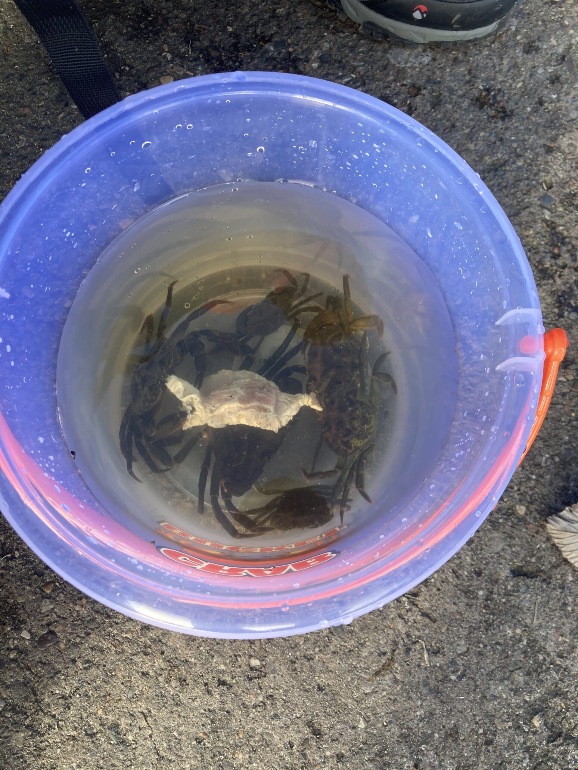 The First Family Trip Crabbing In Whitby The Oliver\\\'s Madhouse