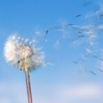 Dandelion. A spring flower on a background of the blue sky