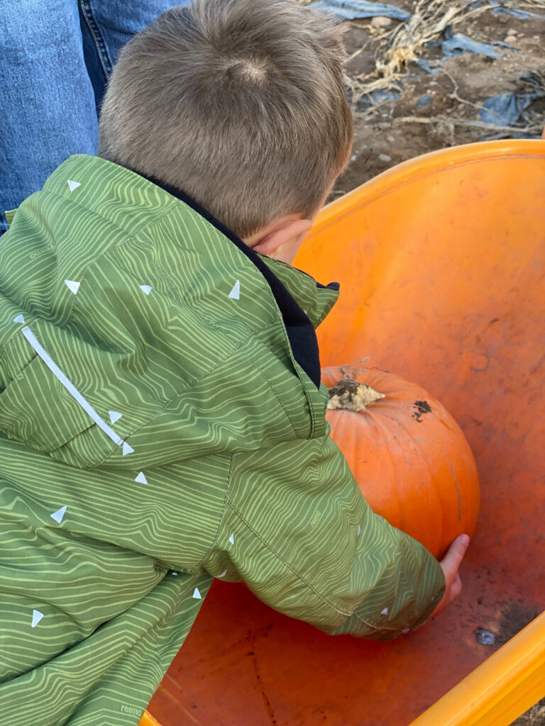 Pumpkin Picking In Nottinghamshire The Oliver\\\'s Madhouse