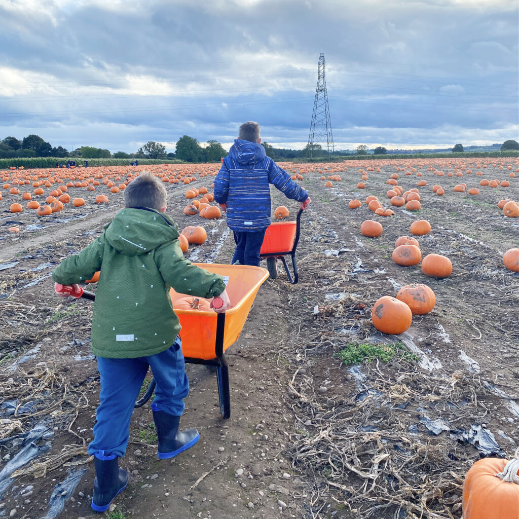 boys pushing wheelbarrows in a pumpkin patch