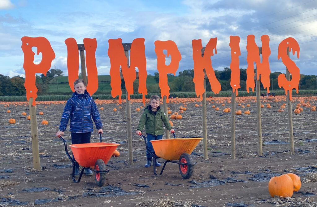 Pumpkin Picking In Nottinghamshire The Oliver\\\'s Madhouse