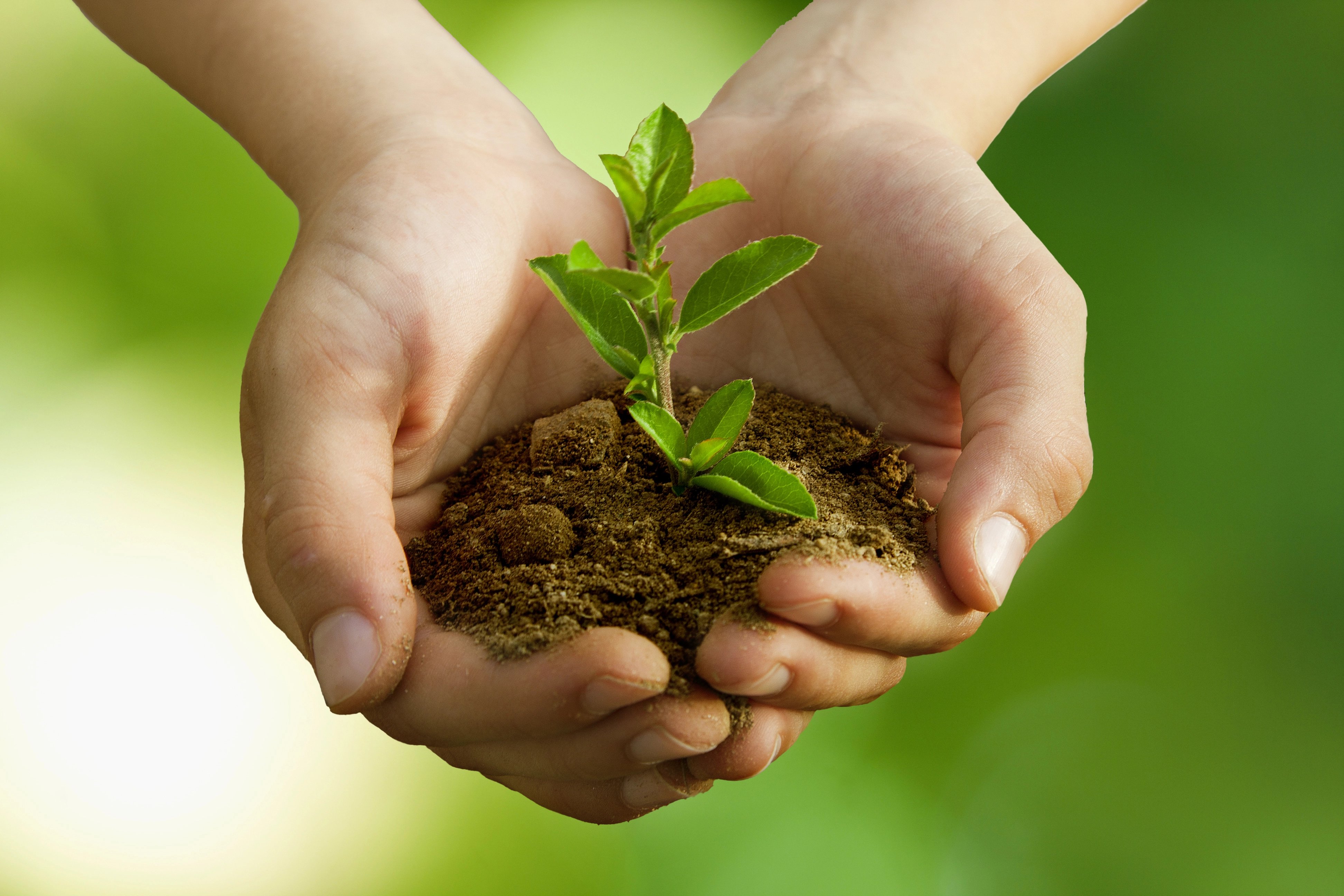 Why April is the Best Time to Start Planting Vegetables in the UK The Oliver\\\'s Madhouse