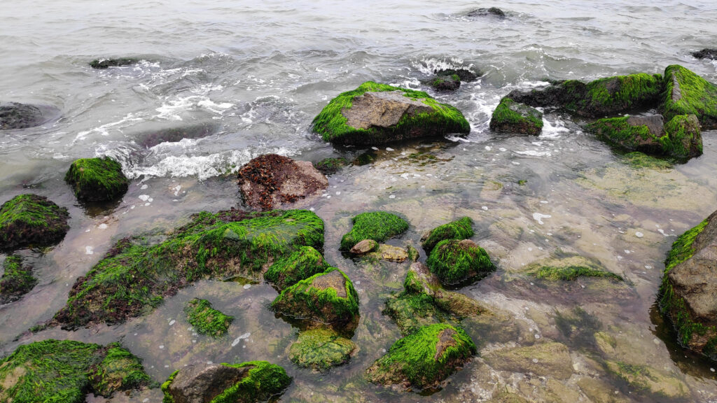 Why Sea Moss Is Often Included in Immunity-Focused Diets The Oliver\\\'s Madhouse